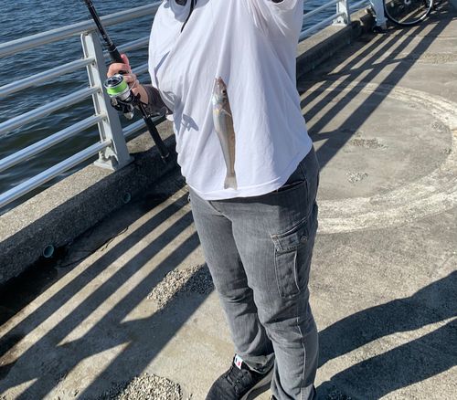 シロギスの釣果