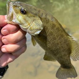 スモールマウスバス