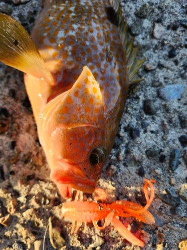 キジハタの釣果