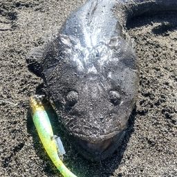 マゴチ