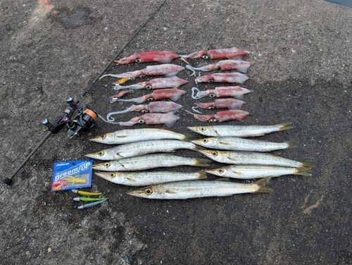 ケンサキイカの釣果