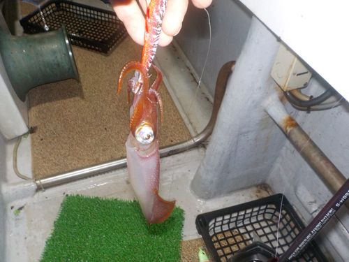 ケンサキイカの釣果