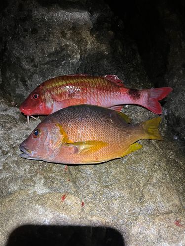 シブダイの釣果