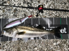 シーバスの釣果