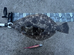 ヒラメの釣果