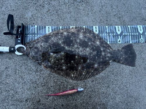 ヒラメの釣果