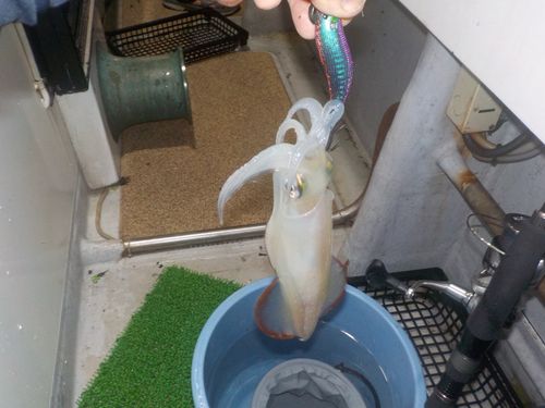 ケンサキイカの釣果