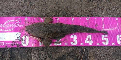 マゴチの釣果