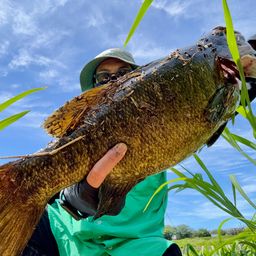 スモールマウスバス