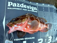 アカハタの釣果