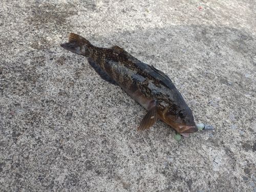 釣果