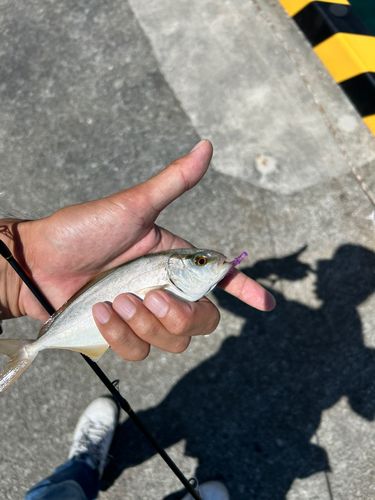 ショゴの釣果