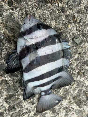 イシダイの釣果