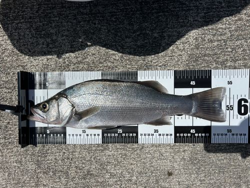 ヒラスズキの釣果