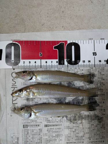 キスの釣果