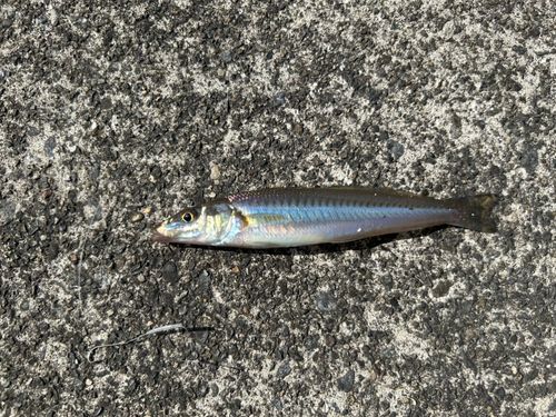 キスの釣果