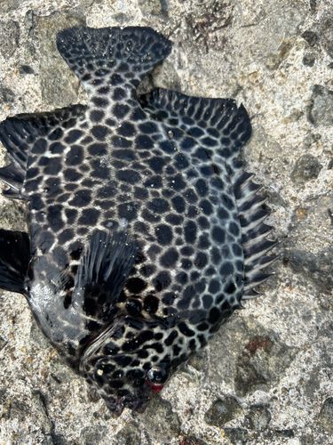 イシガキダイの釣果