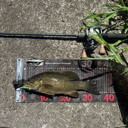 スモールマウスバス