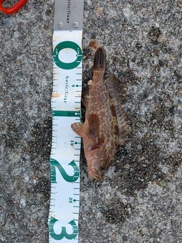 キジハタの釣果