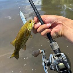 スモールマウスバス