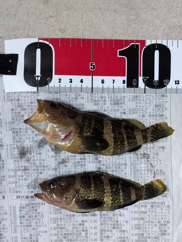 アオハタの釣果
