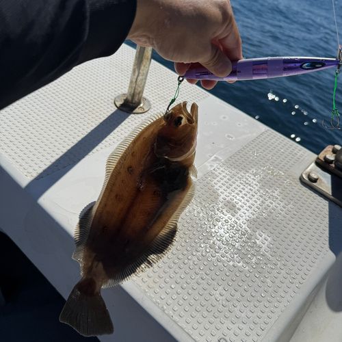 ムシガレイの釣果