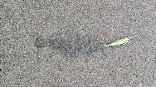ソゲの釣果