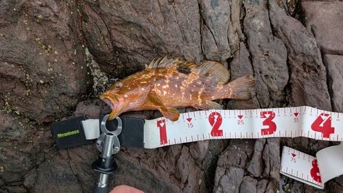 キジハタの釣果