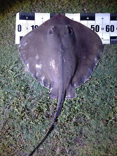 アカエイの釣果