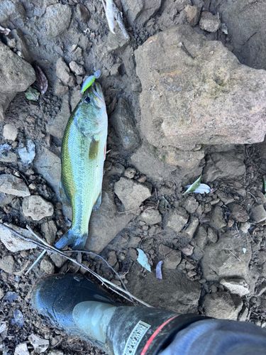 ラージマウスバスの釣果