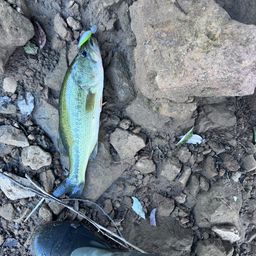 ラージマウスバス