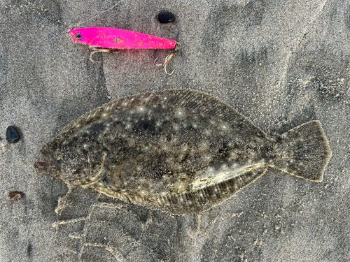 ヒラメの釣果