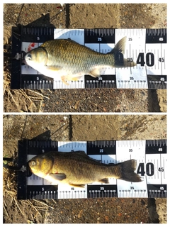 フナの釣果