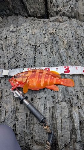 アカハタの釣果