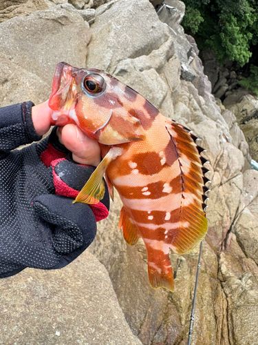 アカハタの釣果
