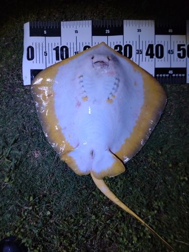 アカエイの釣果