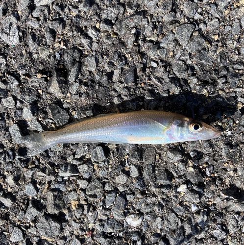 シロギスの釣果