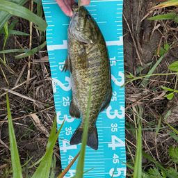 スモールマウスバス