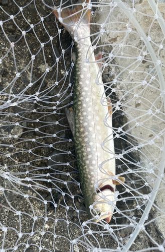 アメマスの釣果