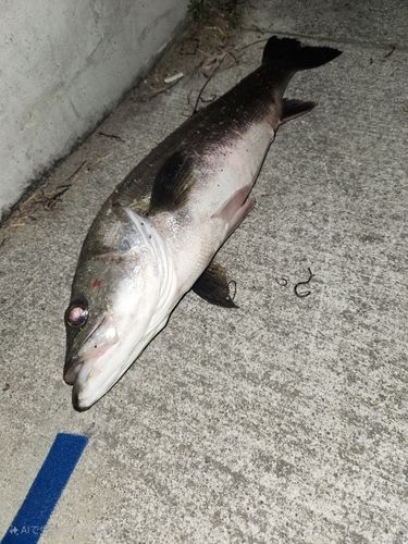 スズキの釣果