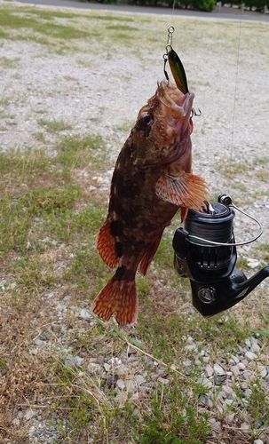 カサゴの釣果