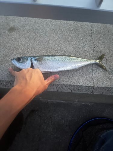 サバの釣果