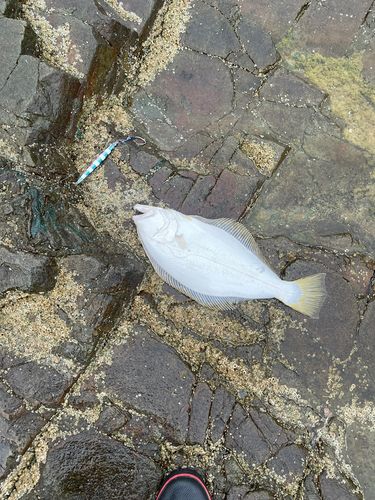 ヒラメの釣果