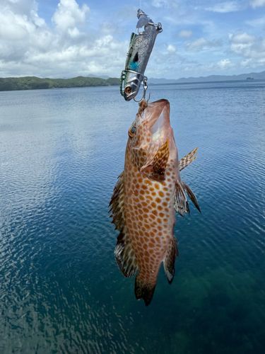 オオモンハタの釣果
