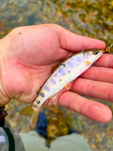 ヤマメの釣果