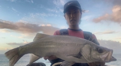 ヒラスズキの釣果