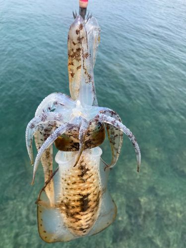アオリイカの釣果