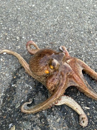 マダコの釣果
