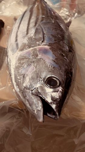 カツオの釣果