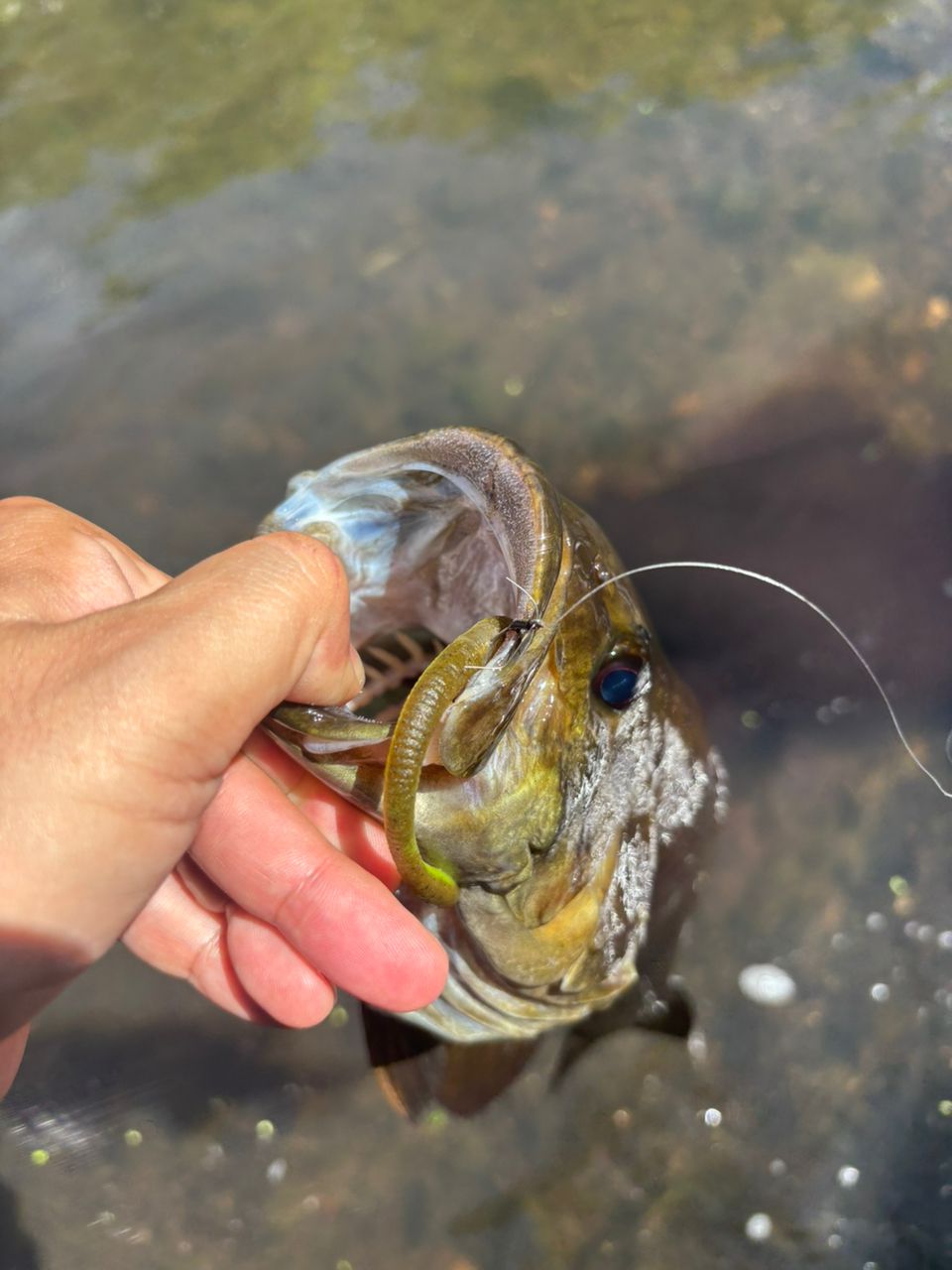スモールマウスバス